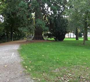 Mammutbaum im Stadtgarten