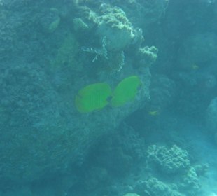 Подводный мир возле отеля