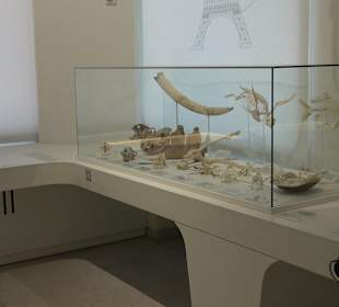 Staatliches Naturkunde Museum