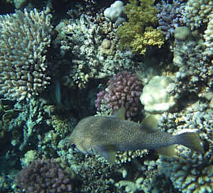 Glupschi gleitet wie ein U-Boot