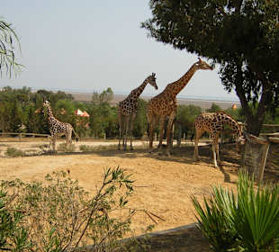 Giraffen