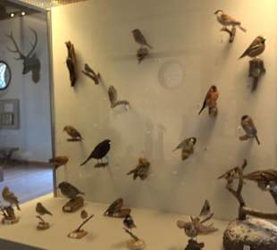 Natur- und Jagdmuseum