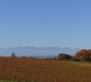 Weingut Groot Constantia