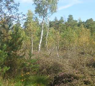 Haspelmoor