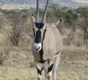 Safari