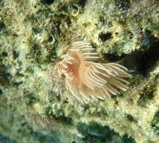 Unterwasserwelt Musandam