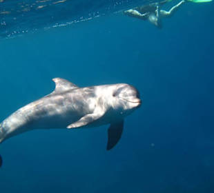 Delfinschnorcheln mit den Dolphin Dancers, 2012