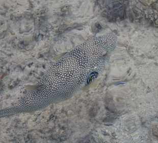 Schnorcheln Makadi Bay