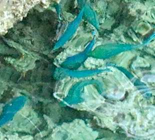 Schnorcheln Makadi Bay