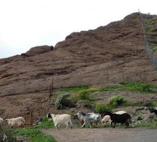 Schafherde am Bentayga