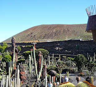 Jardin de Cactus