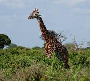 Tsavo Ost Nationalpark