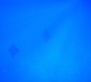 Adlerrochen im Doppelpack