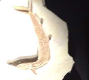 Dinosaurier Museum Altmühltal