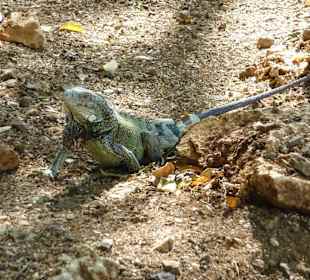 Hato-Höhlen: Iguana am Eingang
