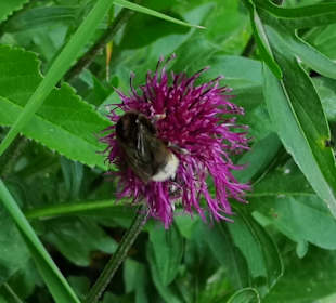 Wandern Balderschwang