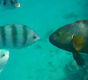 Sehr schönes Hausriff