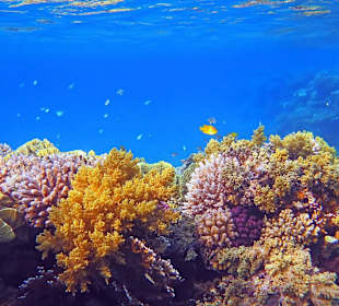 Schnorcheln am Hausriff