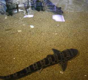 Monterey Bay Aquarium 
