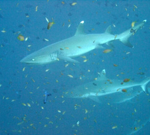 Tauchplatz "Madivaru Corner"