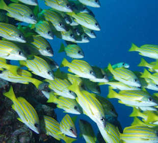 Tauchplatz Coral Garden
