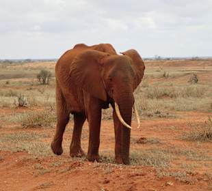 Geführte Touren Marco Polo Tours & Safaris Diani Beach
