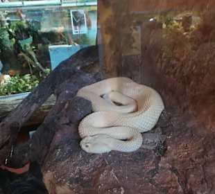 Happ Reptilien Zoo
