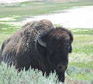 Antelope Island State Park