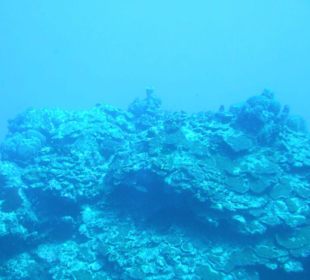 Unterwasserwelt durchs Bullauge