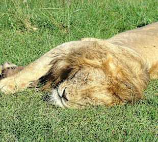 Er schläft und schläft!