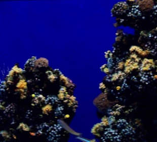 Palma Aquarium