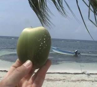 Kokosnuss auf Isla Saona