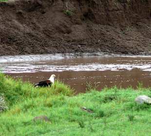 Seefischadler weiß wie man Fische fängt