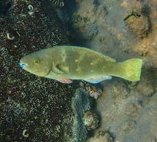 Unterwasserwelt Musandam