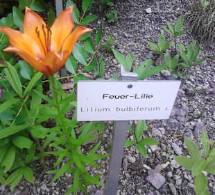 Prächtige Feuerlilie