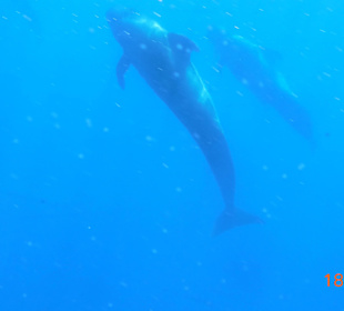 Ausflug mit Royal Delfin