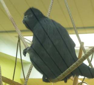 Braunkopf Klammeraffe