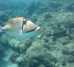 Unterwasser im Riff am Badestrand