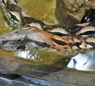 Impressionen aus dem Aquazoo Löbbecke Museum