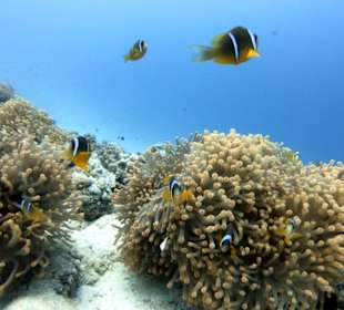 Schnorcheln Marsa Alam