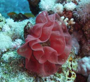 Gelege der spanischen Tänzerin