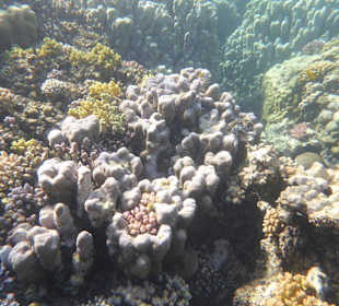 Riff Gorgonia 