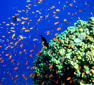 Wunderschöne Korallenblöcke gibt es auch in Sharm