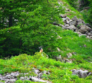 Der Plöckenpass 06-2011