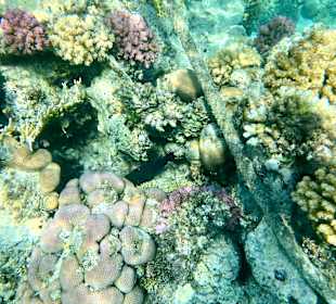Schnorcheln Marsa Alam
