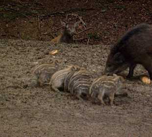 Wildsau mit ihren Kleinen