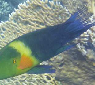 Schnorcheln Marsa Alam