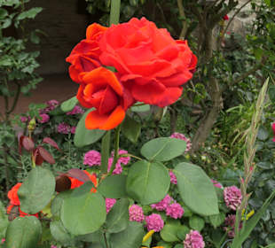 Im Garten / Kreuzgang von St. Maria im Kapitol