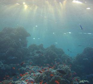 Unterwasser - Hotel Tulip Resort