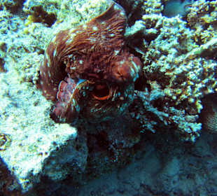 Octopus - Grand Makadi